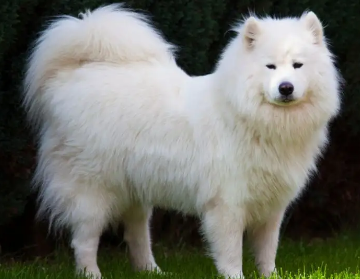 萨摩耶犬怎么训练握手?想养的看过来 萨摩耶犬怎么训练握手?想养的看过来