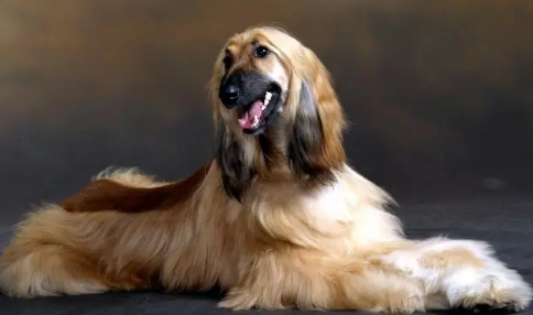 阿富汗猎犬怎么训练不乱吠叫？速速来get