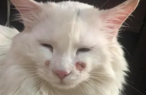 猫猫脸烂了怎么回事