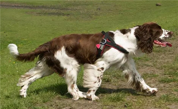 史宾格犬怎么看纯不纯?看这几点就行了 史宾格犬怎么看纯不纯?看这几点就行了