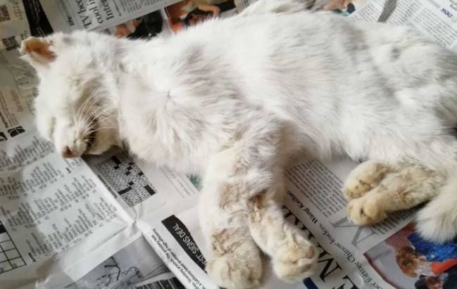毒死猫的最有效的方法