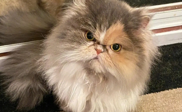波斯猫可以剃毛吗?不建议剃毛,可能造成伤害 波斯猫可以剃毛吗?不建议剃毛,可能造成伤害