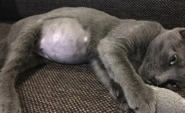 鉴别猫传腹