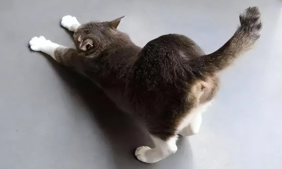 猫咪翘屁股自己是为什么啊
