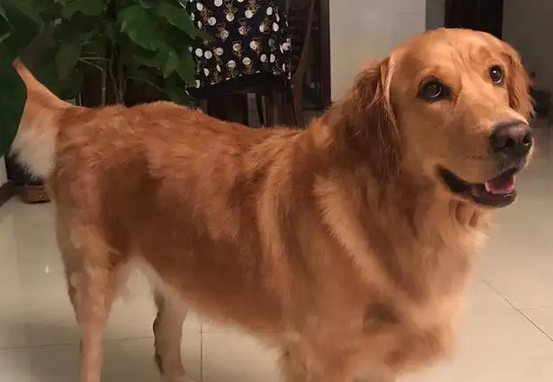 今日科普：金毛吃什么食物能让毛变得更漂亮
