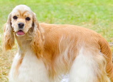 养宠小知识：美国可卡犬怎么预防耳螨