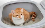 小猫咪为什么怕厕所