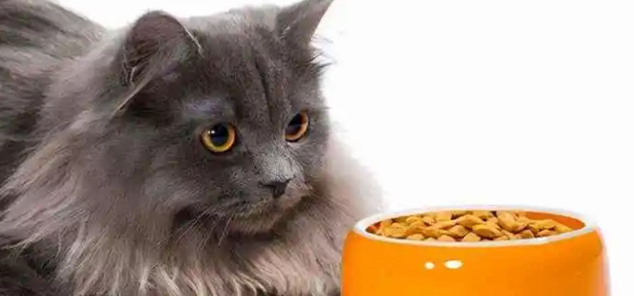 为什么猫咪不爱猫粮了