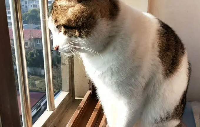 猫咪为什么喜欢在窗边