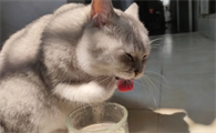 猫喝水就呛水什么原因