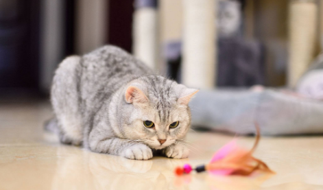 养猫新手注意事项