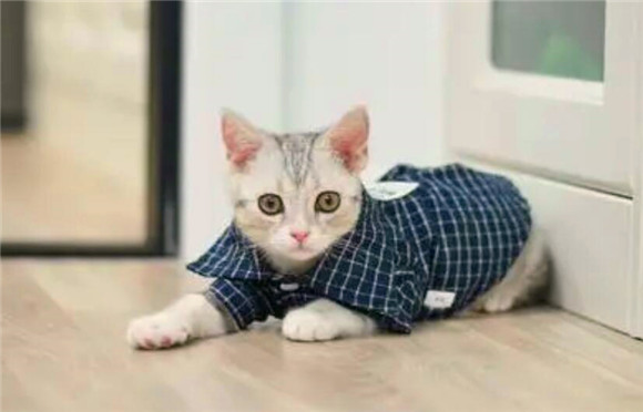为什么小猫咪咬着舌头不放