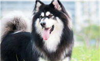 新手怎么养阿拉斯加犬？很好上手的