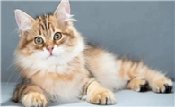 俄罗斯猫咪的性格怎么样
