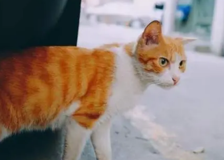宠物猫丢了会不会自己回来