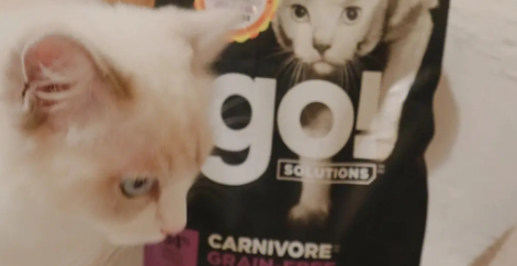 蔓越莓,蓝莓…猫咪们也能吃的食物,GO!猫粮为你来揭晓 蔓越莓,蓝莓…猫咪们也能吃的食物,GO!猫粮为你来揭晓