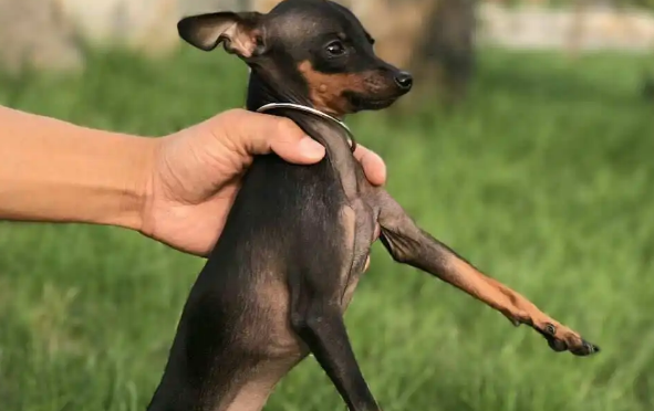 小鹿犬多少天显肚子?看完你就知道了 小鹿犬多少天显肚子?看完你就知道了