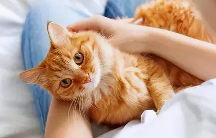 为什么猫咪会亲近养猫的人呢