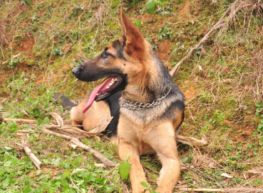 昆明犬和德牧的区别有哪些，看这里~
