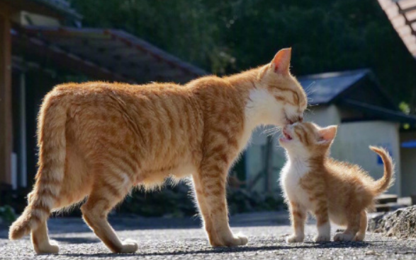 母猫把40天的小猫咬死了