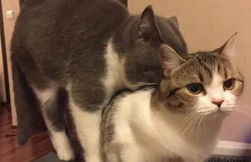 猫咪配对为什么要趴在一起呢