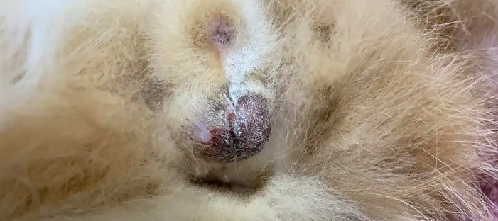公猫绝育后舔到了伤口怎么办 公猫绝育后舔到了伤口怎么办