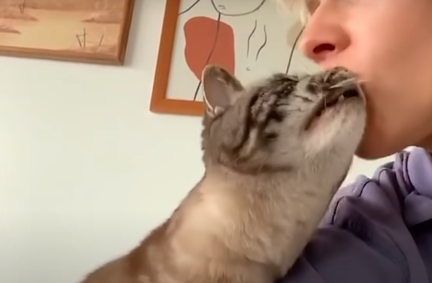 猫猫为什么舔我脸 猫猫为什么舔我脸