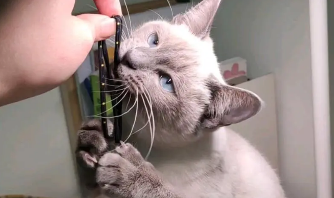 猫咪为什么抓着东西用脚蹬呢