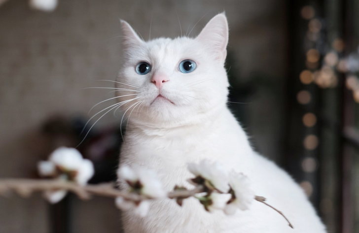 猫吃鹌鹑好还是鱼好