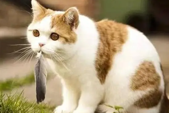 猫咪出门容易应激吗为什么呢