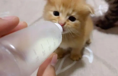 小奶猫不吃奶瓶怎么办?来看看吧 小奶猫不吃奶瓶怎么办?来看看吧