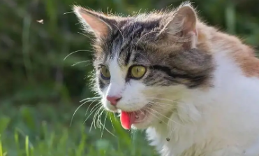 夏天猫咪喘气频率快 夏天猫咪喘气频率快