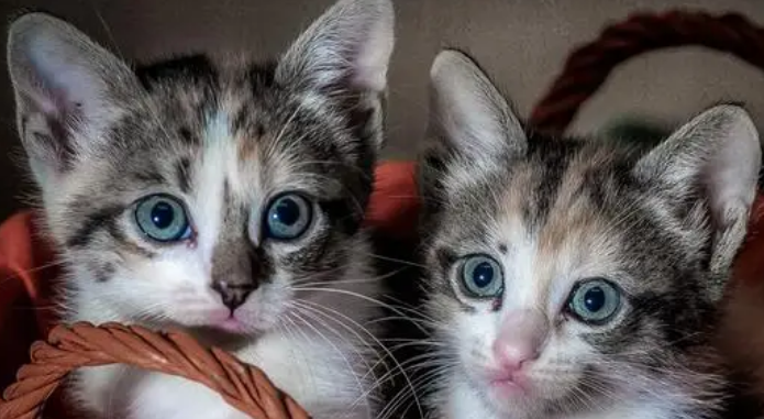 4个月大的猫怎么看公母图片
