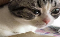 猫咪回哭吗