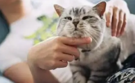 养猫的10大好处
