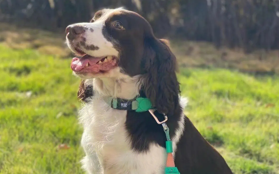 史宾格犬如何挑选?这几点要注意 史宾格犬如何挑选?这几点要注意