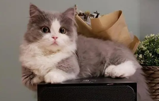 宠物猫怎么养才不生病