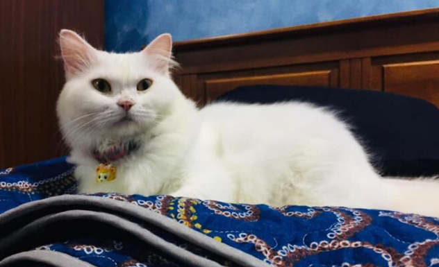 秃毛猫闯入后院等死,被屋主救起,5个月后蜕变成“白雪公主” 秃毛猫闯入后院等死,被屋主救起,5个月后蜕变成“白雪公主”