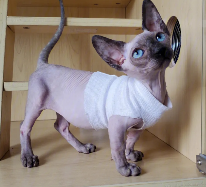 斯芬克斯猫夏天怎么养？本文告诉你
