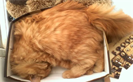 猫咪尾巴毛根部变黄有东西