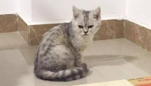 武汉有名的猫舍 武汉有名的猫舍