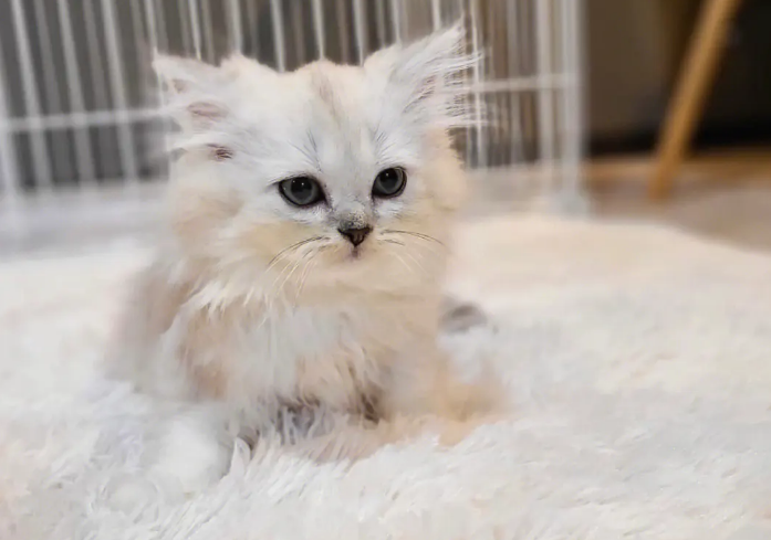 曼基康猫吃什么?饮食需要注意哪些问题? 曼基康猫吃什么?饮食需要注意哪些问题?
