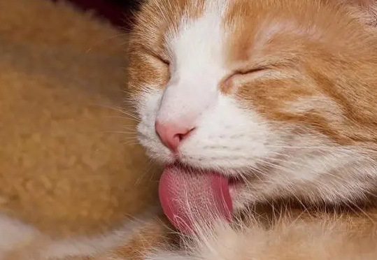 猫咪为什么爱舔肚子呢怎么回事