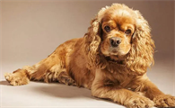 速速来了解,英国可卡犬感冒症状有哪些?