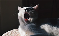 猫咪为什么身上凉乎乎的