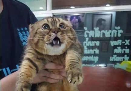 猫咪平时在家特威风，直到它生病看医生后