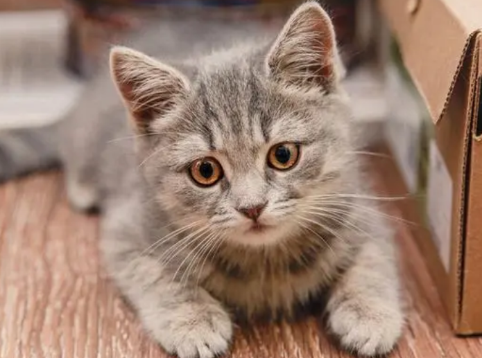 猫为什么驯化不了 猫为什么驯化不了