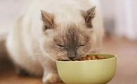 猫咪为什么吃幼猫猫粮呢