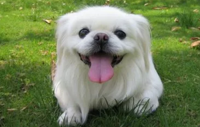 京巴犬腰间盘突出怎么照顾？照顾方法如下。