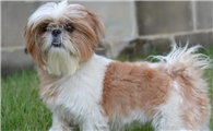 西施犬怎么美容？你不得不学的方法有。